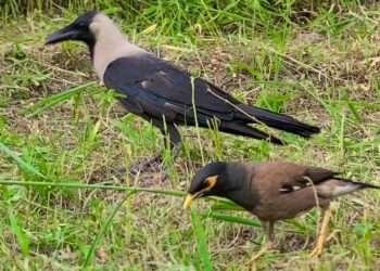 ഒമാനിൽ മൈനകളെയും കാക്കകളെയും തുരത്താനുള്ള രണ്ടാം ഘട്ട ക്യാമ്പയിന്‍ തിങ്കളാഴ്ച തുടങ്ങും