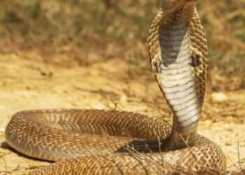 സൗദിയില് വിഷജീവികള് പുറത്തിറങ്ങാന് സാധ്യത എന്ന് വിദഗ്ധരുടെ മുന്നറിയിപ്പ്