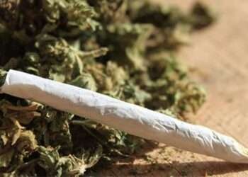 ദുബൈ വിമാനത്താവളത്തിൽ വിദേശി യാത്രക്കാരിയുടെ പക്കൽ നിന്ന് കഞ്ചാവ് പിടികൂടി