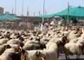 കുവൈത്തിൽ അൽഅഹമ്മദി സ്റ്റേബിൾസ് ഏരിയയിലെ തൊഴുത്തിൽ നിന്ന് 3,000 ദിനാർ വിലയുള്ള 21 ആടുകൾ മോഷ്ടിക്കപ്പെട്ടു