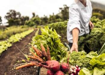 ഭക്ഷ്യമേഖലയിൽ 2030നകം 20,000 തൊഴിലവസരങ്ങൾ സൃഷ്ടിക്കാൻ ഒരുങ്ങി യുഎഇ