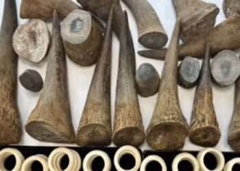 ഹമദ് അന്താരാഷ്ട്ര വിമാനത്താവളത്തിൽ എത്തിയ യാത്രക്കാരനില് നിന്ന് കാണ്ടാമൃഗത്തിന്റെ കൊമ്പും ആനക്കൊമ്പും പിടികൂടിയതായി റിപ്പോർട്ട്