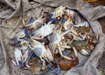 ബഹ്റൈനിൽ അനധികൃത മത്സ്യബന്ധനം നടത്തിയ നാല് പേർ അറസ്റ്റിൽ