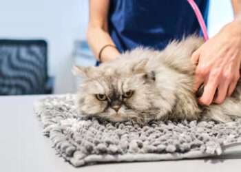 കാലാവധി കഴിഞ്ഞ വെറ്ററിനറി ഉൽപന്നങ്ങൾ സുരക്ഷിതമായി രീതിയിൽ സംസ്കരിക്കണമെന്ന് എമിറേറ്റിലെ എല്ലാ വെറ്ററിനറി സ്ഥാപനങ്ങൾക്കും അജ്മാൻ മുനിസിപ്പാലിറ്റി നിർദേശം നൽകി