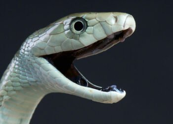 ഒമാനിൽ ഉഗ്ര വിഷമുളള കരിമൂർഖനെ കണ്ടെത്തി