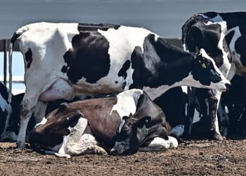 കുളമ്പുരോഗത്തെ തുടര്‍ന്ന് പാല്‍ ഉല്‍പാദനത്തില്‍ ഇടിവ്